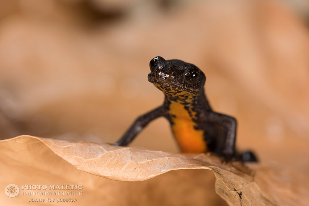 Richiesta ID, Mesotriton alpestris? S, Ichthyosaura alpestris